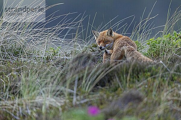 Deutlich ist ein Welpe am Gesäuge der Rotfuchsfaehe (Vulpes vulpes) zu erkennen  ein zweiter Jungfuchs liegt kaum erkennbar unter dem Muttertier  A pup can be clearly seen on the teat of the Red Fox vixen  a second kit is barely visible under the mother