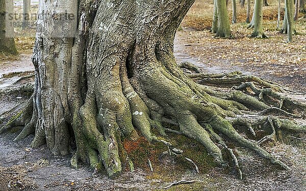 Das Ostseebad Nienhagen ist eine Gemeinde im Landkreis Rostock in Mecklenburg-Vorpommern. Westlich des Ortes liegt unmittelbar an der etwa zwölf Meter hohen Steilküste das Nienhäger Holz. Der Mischwald ist zirka 180 Hektar groß und wird im Volksmund ?Gespensterwald? genannt