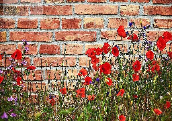 Wilde rote Mohnblumen in einer Gruppe auf der Insel Hiddensee