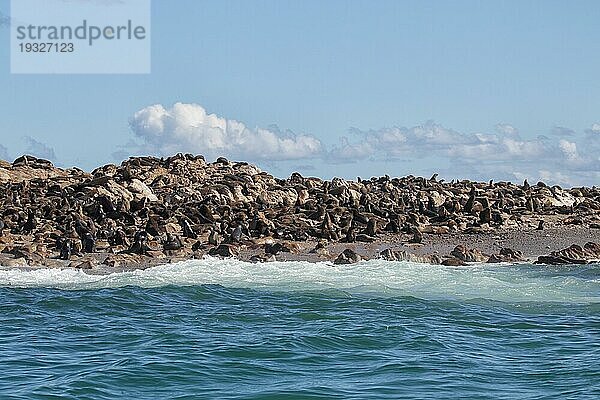 Südafrikanische Seebären (Arctocephalus pusillus) auf Geyser Rock  einem Felsen in der Nähe von Dyer Island bei Gansbaai  Südafrika. Kolonie von Südafrikanische Seebären auf Geyser Rock  Südafrika