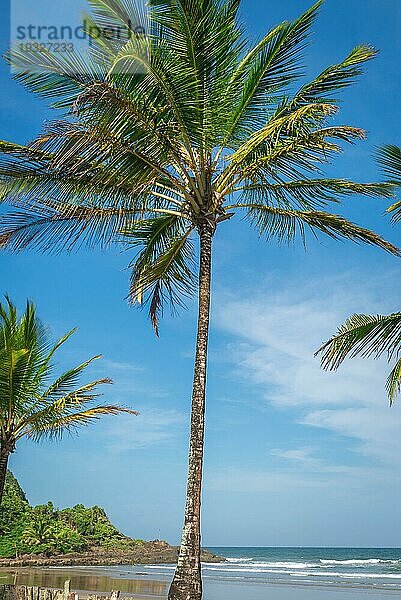 Spektakuläre und beeindruckende Kokospalme am Itacare im Bundesstaat Bahia im Nordosten Brasiliens