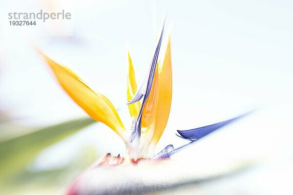 Blüte der Strelitzie  flower head of Strelitzia