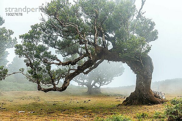Fanalwald mit Nebel auf Madeira  schöne Formen der Lorbeerbäume
