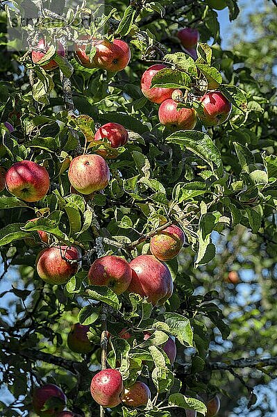Rote Äpfel auf Streuobstwiese  Allgäu  Bayern  Deutschland  Europa