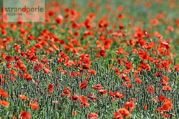 Klatschmohn (Papaver rhoeas) auf enem Weizenfeld im Gegenlicht  Brandenburg  Deutschland  Europa