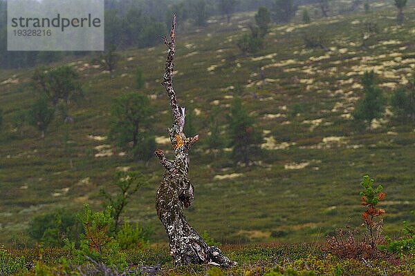 Abgestorbener Baum  Fjell  Grimsbu  Innlandet  Norwegen  Europa