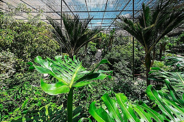 Innenansicht des Kalthauses Estufa Fria ist ein Gewächshaus mit Gärten  Teichen  Pflanzen und Bäumen mit Monstera deliciosa Blättern im Vordergrund in Lissabon  Portugal  Europa