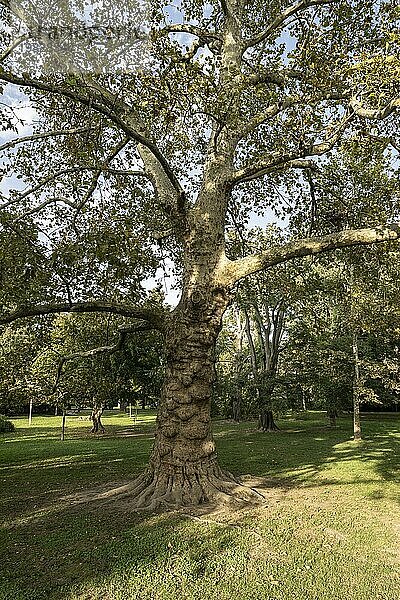 Platane (Platanus hispanica)  Novi Sad  Serbien  Europa