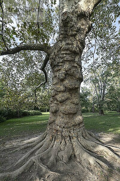 Platane (Platanus hispanica)  Novi Sad  Serbien  Europa