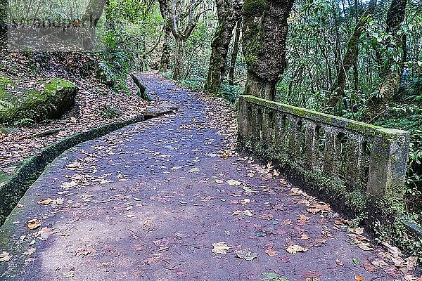 Idyllischer Wanderweg mit Levada  Ribeiro Frio  Insel Madeira  Portugal  Europa