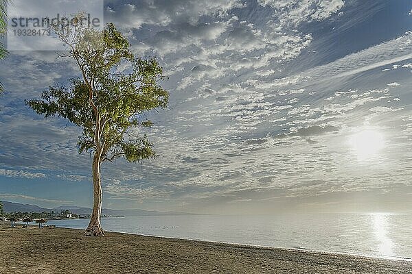 San Pedro Alcantara  Málaga  Spanien Sonnenaufgang Meereslandschaft mit einem großen Eukalyptusbaum am Strand ein bunter Himmel mit Wolken und ruhiges Meer