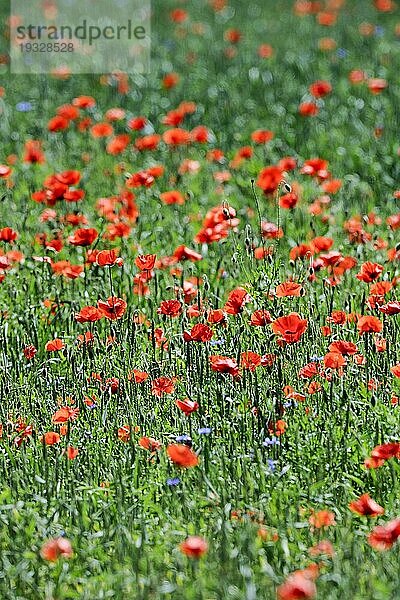 Klatschmohn (Papaver rhoeas) auf enem Weizenfeld im Gegenlicht  Brandenburg  Deutschland  Europa