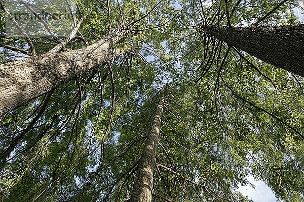 Sumpfzypressen (Taxodium distichum)  Novi Sad  Serbien  Europa