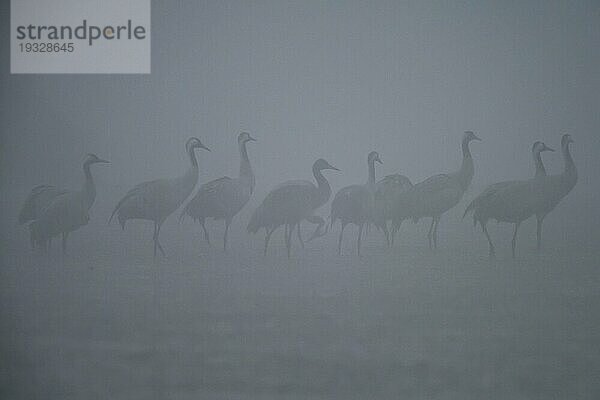 Kranich (Grus grus) Trupp von Kranichen im Morgennebel  Rast und Schlafplatz auf zugefrorenem See  herbstlicher Kranichzug  Brandenburg  Deutschland  Europa