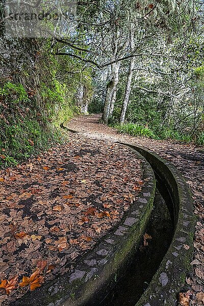 Idyllischer Wanderweg mit Levada  Ribeiro Frio  Insel Madeira  Portugal  Europa