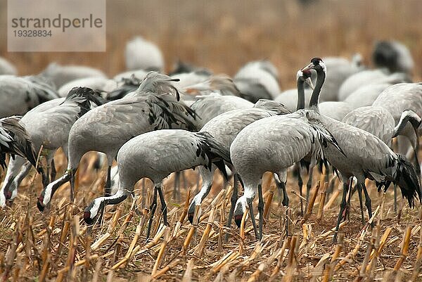 Kranich (Grus grus) Trupp von Kranichen auf abgeerntetem Maisfeld  herbstlicher Kranichzug  Mecklenburg-Vorpommern  Deutschland  Europa