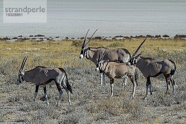 Gruppe von Oryxantilopen vor der Salzpfanne im Etosha-Nationalpark  Namibia  Afrika