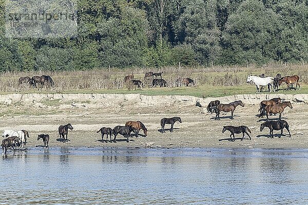 Pferde (Equus caballo) am Donauufer  Serbien  Europa