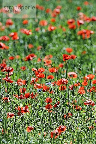 Klatschmohn (Papaver rhoeas) auf enem Weizenfeld im Gegenlicht  Brandenburg  Deutschland  Europa