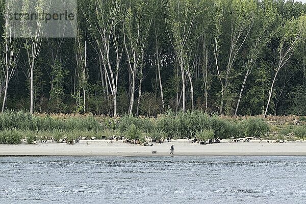 Ziegenherde am Donauufer  Rumänien  Europa