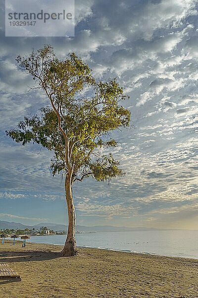 San Pedro Alcantara  Málaga  Spanien Sonnenaufgang Meereslandschaft mit einem großen Eukalyptusbaum am Strand ein bunter Himmel mit Wolken und ruhiges Meer