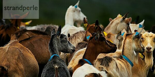 Hausziege (Capra aegagrus hircus früher Capra hircus)  Tessand  Innlandet  Norwegen  Europa