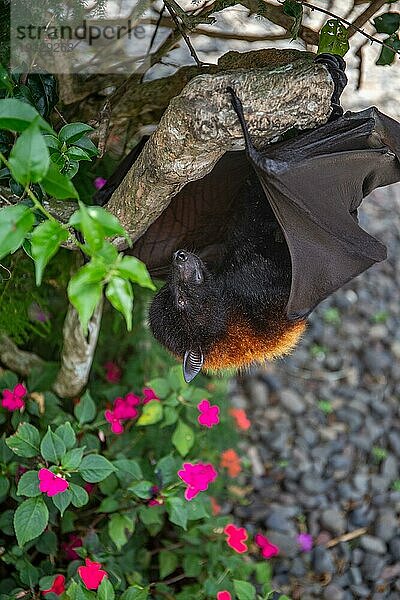 Ein Flughund auf einem Busch mit Blumen auf dem Boden in Bali  Indonesien  Asien