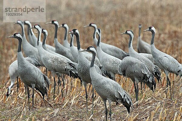 Kranich (Grus grus) Trupp von Kranichen auf abgeerntetem Maisfeld  herbstlicher Kranichzug  Mecklenburg-Vorpommern  Deutschland  Europa