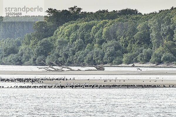 Krauskopfpelikan (Pelecanus crispus) und Kormorane (Phalacrocorax carbo)  große Vogelschar auf einer Sandbank in der Donau  Rumänien  Europa