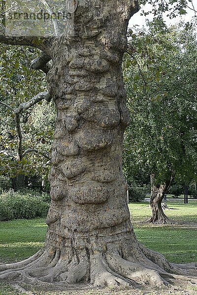 Platane (Platanus hispanica)  Novi Sad  Serbien  Europa