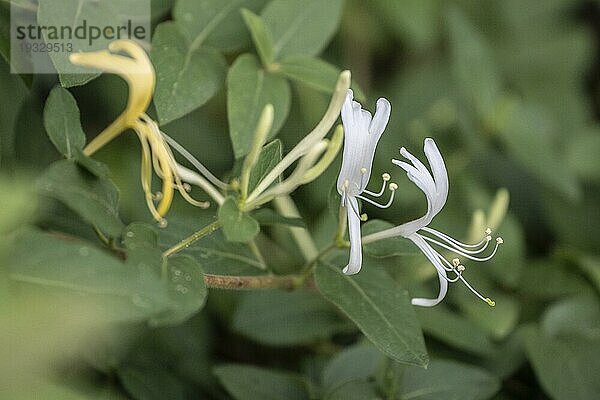 Geißblatt (Lonicera caprifolium)  Osijek  Kroatien  Europa