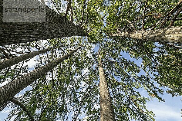 Sumpfzypressen (Taxodium distichum)  Novi Sad  Serbien  Europa