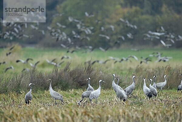 Kranich (Grus grus) Trupp von Kranichen auf dem abgeerntetem Maisfeld  herbstlicher Kranichzug  Mecklenburg-Vorpommern  Deutschland  Europa