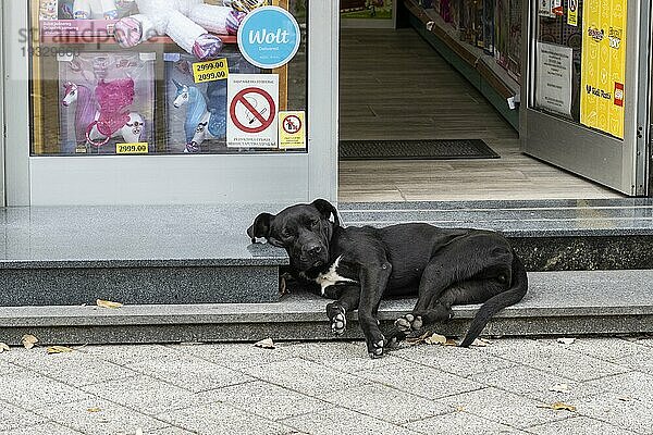 Hund vor einem Geschäft  Novi Sad  Serbien  Europa