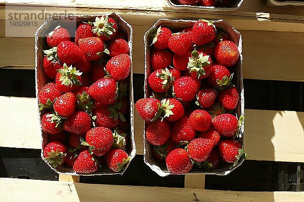 Frische Erdbeeren (Fragaria) in Schalen auf einem Marktstand  Draufsicht  Deutschland  Europa