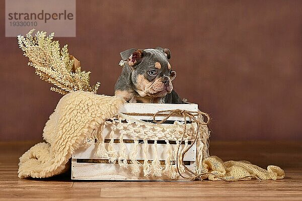 Fliederfarbene Französische Bulldogge Welpe in Box mit Boho Dekor vor braunem Hintergrund