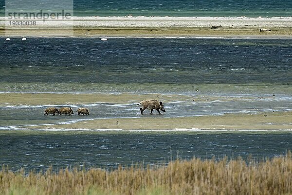 Wildschwein (Sus scrofa)  Bache mit Frischlingen am Strand  wildlife  Nationalpark Vorpommersche Boddenlandschaft  Zingst  Mecklenburg-Vorpommern  Deutschland  Europa