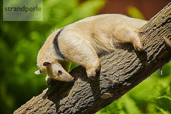 Südlicher Tamandua (Tamandua tetradactyla) Ameisenbär auf einem alten Baumstamm liegend  captive  Verbreitung Südamerika