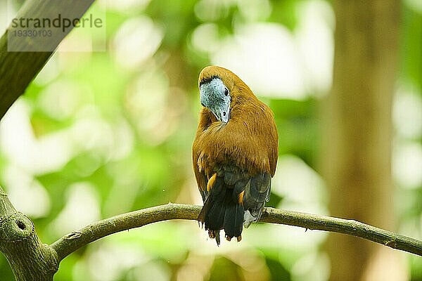 Kapuzinervogel  Kälbervogel (Perissocephalus tricolor) auf einem Ast sitzend  captive  Verbreitung Südamerika