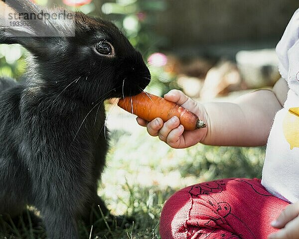 Kind füttert mit Karotte schwarzes flauschiges Kaninchen
