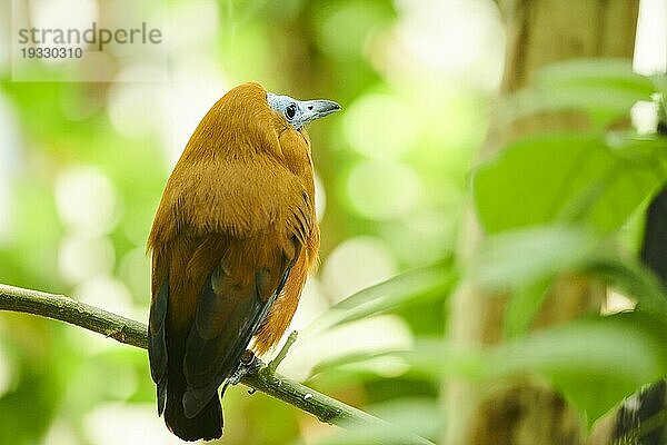 Kapuzinervogel  Kälbervogel (Perissocephalus tricolor) auf einem Ast sitzend  captive  Verbreitung Südamerika