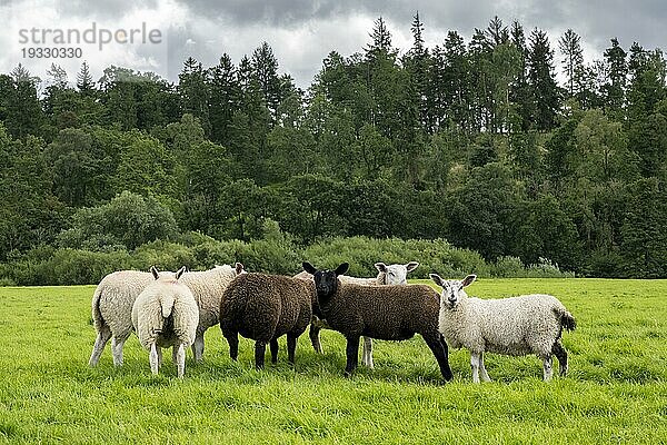 Eine Gruppe Schafe steht auf einer Wiese  Cumbria  England  Großbritannien  Europa