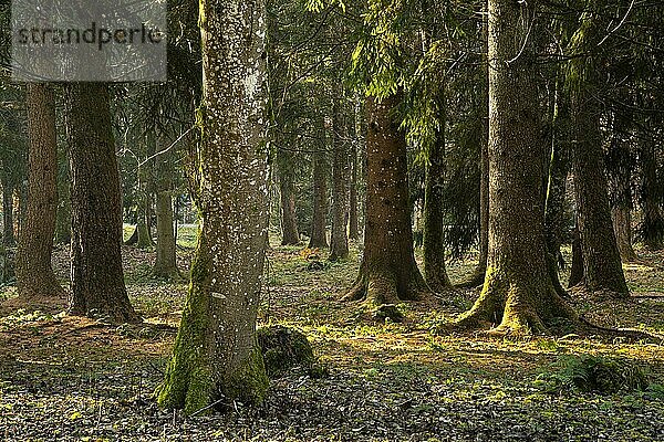 Waldlandschaft im Allgäu im Herbst. Mehrere Baumstämme. Die Sonne scheint von der Seite herein. Allgäu  Deutschland  Europa