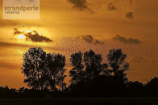 Star (Sturnus vulgaris)  Schwarm Stare im Flug bei Sonnenuntergang  wildlife  Nationalpark Vorpommersche Boddenlandschaft  Zingst  Mecklenburg-Vorpommern  Deutschland  Europa