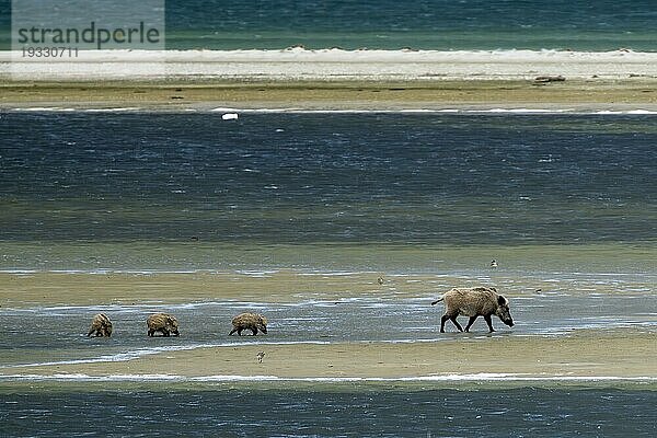 Wildschwein (Sus scrofa)  Bache mit Frischlingen am Strand  wildlife  Nationalpark Vorpommersche Boddenlandschaft  Zingst  Mecklenburg-Vorpommern  Deutschland  Europa