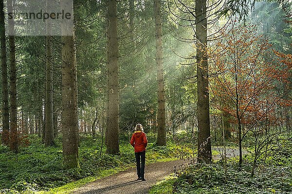 Waldlandschaft im Allgäu im Herbst. Eine Frau geht auf einem Weg spazieren. Die Sonnenstrahlen der Morgensonne sind im Seitenlicht aufgrund leichtem Nebel sichtbar. Bäume im Herbstlaub. Allgäu  Bayern und Baden-Württemberg  Deutschland  Europa