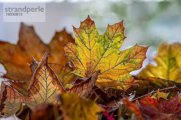 Herbstlich gefärbte Blätter  Blatt von einem Ahorn (Acer) im Gegenlicht  Durchlicht  Offenbach am Main  Hessen  Deutschland  Europa