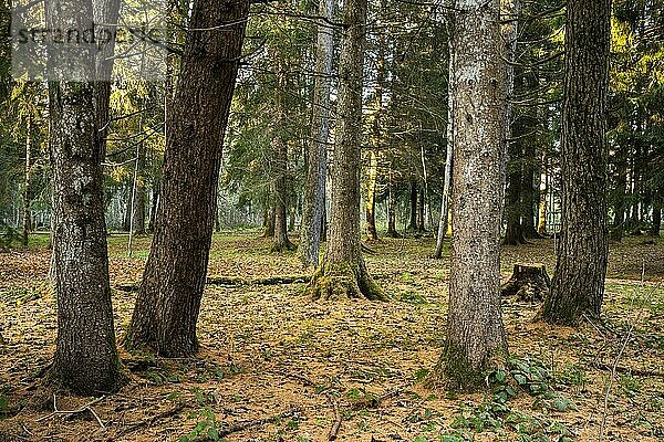 Waldlandschaft bzw. Parklandschaft im Herbst. Mehrere Stämme von Bäumen im Vordergrund. Weiter hinten scheint die Sonne in den Wald. Allgäu  Deutschland  Europa