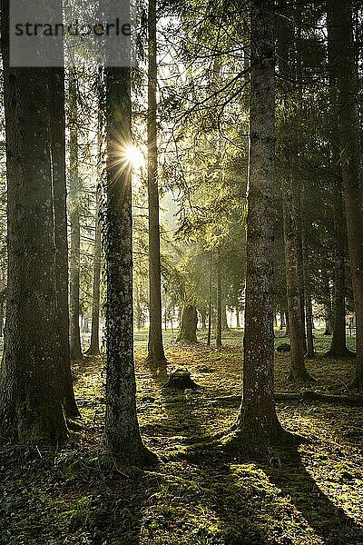 Parklandschaft bzw. Waldlandschaft im Herbst in der Morgensonne. Die Sonne ist als Sonnenstern zu sehen und scheint zwischen den Bäumen hindurch. Gegenlicht. Isny im Allgäu  Deutschland  Europa