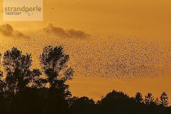 Star (Sturnus vulgaris)  Schwarm Stare im Flug bei Sonnenuntergang  wildlife  Nationalpark Vorpommersche Boddenlandschaft  Zingst  Mecklenburg-Vorpommern  Deutschland  Europa